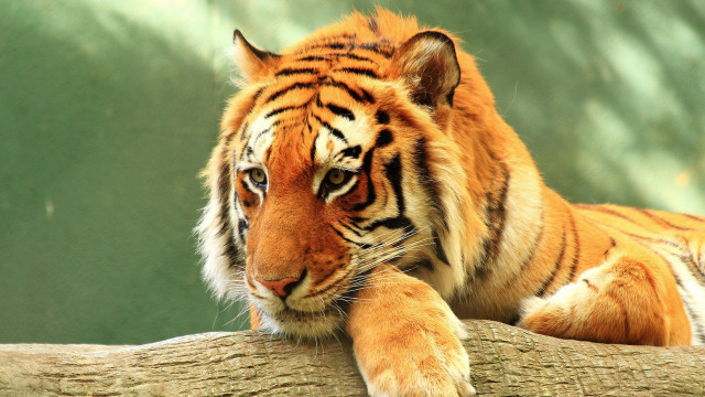 Tiger tree branch paw looking free wallpaper - medium preview image