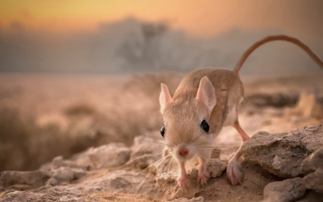 Mouse rock desert sunset blurry free wallpaper - medium preview image