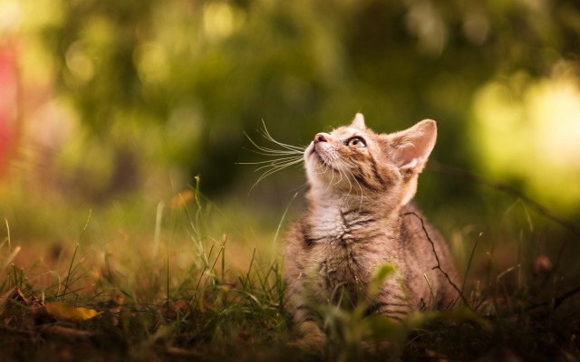 Kitten grass sitting looking up free wallpaper - medium preview image