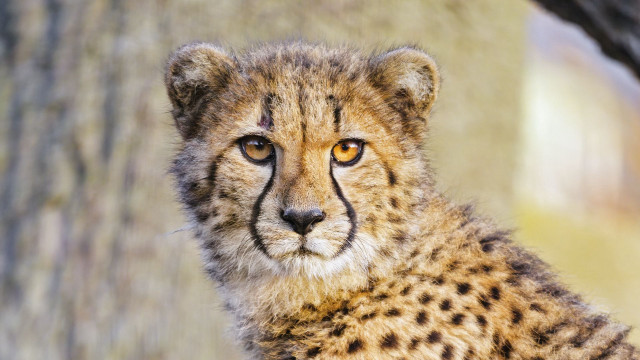 Cheetah cub portrait blurry background free wallpaper for desktop - medium preview image