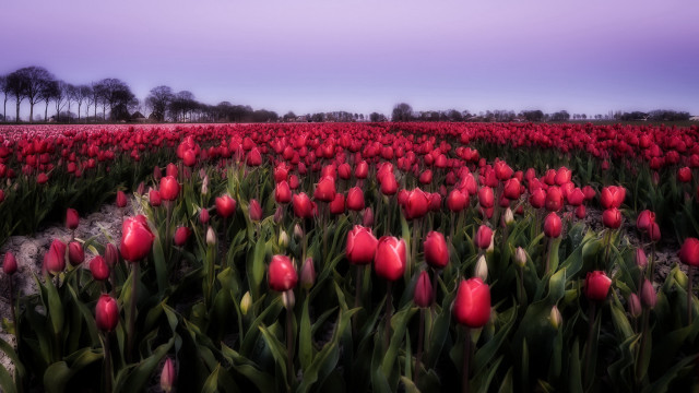 Red tulips dusk purple sky free wallpaper - medium preview image