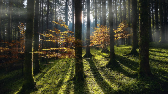 Forest sunshine volumetric light nature free wallpaper - medium preview image