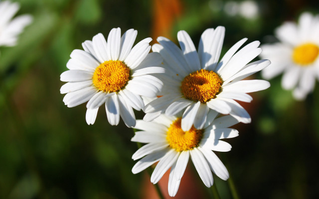 White flowers field bokeh macro #2 free wallpaper - medium preview image