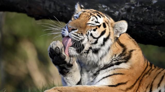 Tiger yawning tree branch zoo free wallpaper - medium preview image