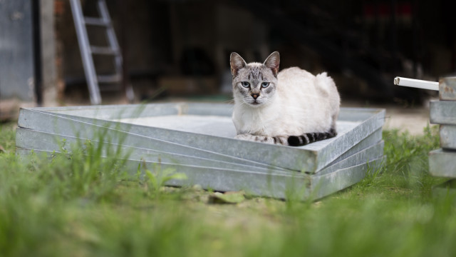 Cat metalbox grass building ladder free wallpaper - medium preview image