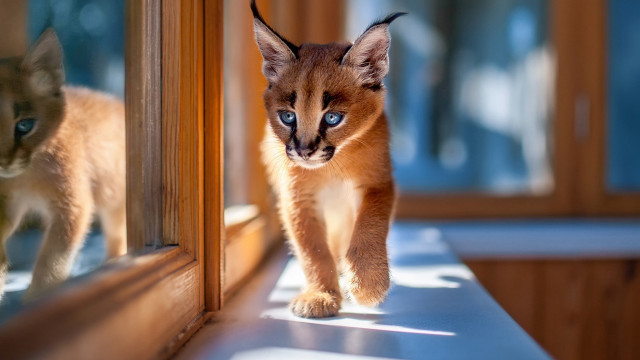 Small kitten white cat blue free wallpaper - medium preview image