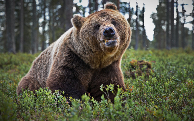 Brown bear field trees open free wallpaper - medium preview image