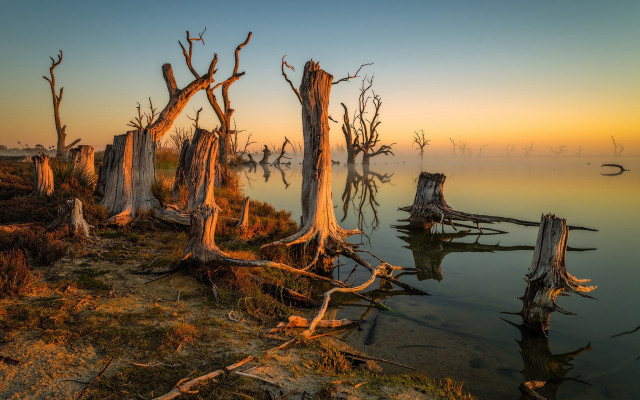 Dead trees water sunset fog free wallpaper - medium preview image