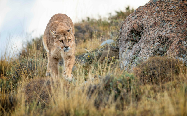 Mountain lion grassy rock formation free wallpaper - medium preview image