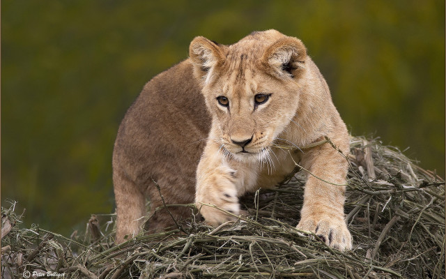 Lion cub hay grass wildlife free wallpaper - medium preview image