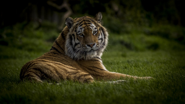 Tiger serious look grass wildlife free wallpaper - medium preview image