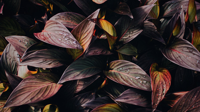 Leaves water droplets black background free wallpaper - medium preview image