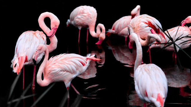 Flamingos synchromism puzzle photography berndfasching free wallpaper - medium preview image