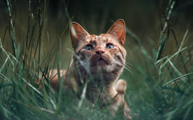 Cat forest grass blue eyes free wallpaper - medium preview image