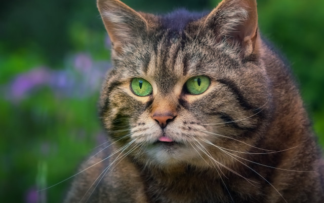 Cat green eyes blurry flower #2 free wallpaper - medium preview image