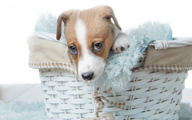 Small dog basket stuffed animal free wallpaper - medium preview image