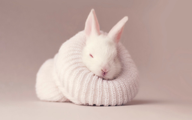 White rabbit sweater sleeping beatrix free wallpaper - medium preview image