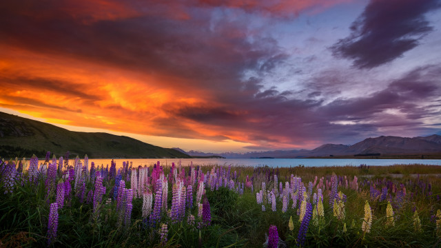 Flower lake sunset clouds cityscape free wallpaper - medium preview image