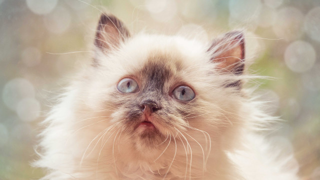 Cat blue eyes rococo realistic free wallpaper - medium preview image