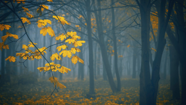 Foggy autumn forest leaves bare free wallpaper - medium preview image
