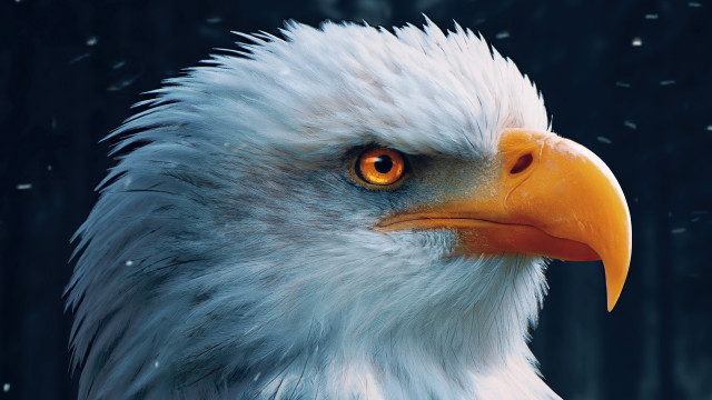 Bald eagle bright eye black free wallpaper - medium preview image