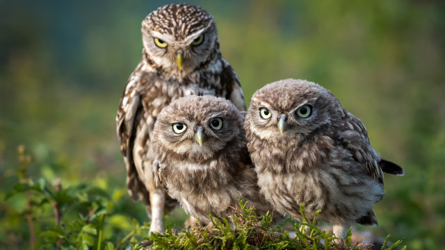 Two owls grass plants nature free wallpaper - medium preview image