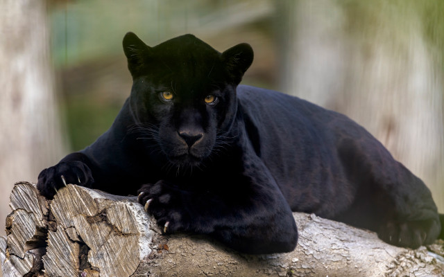 Black panther lying log forest free wallpaper - medium preview image