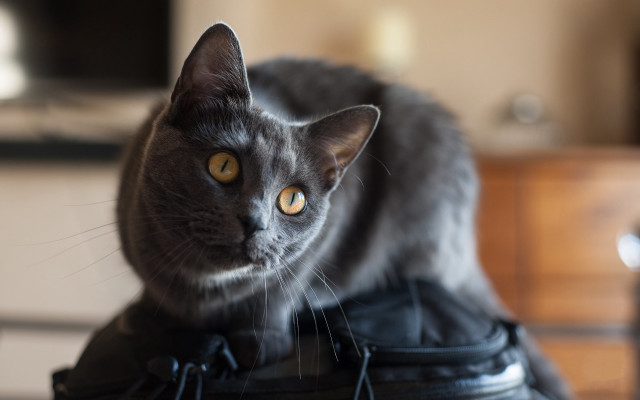 Cat black bag table dresser free wallpaper - medium preview image