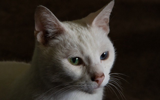 White cat green eyes serious #2 free wallpaper - medium preview image