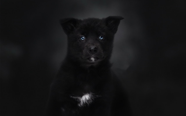 Black dog blue eyes vanitas free wallpaper - medium preview image