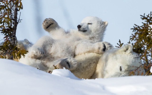 Polar bear cub playing snow #2 free wallpaper - medium preview image