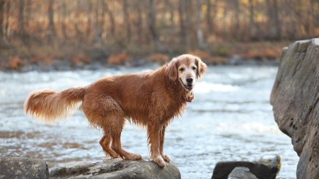 Dog river rocks trees outdoors free wallpaper - medium preview image