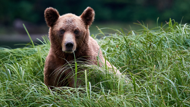 Brown bear tall grass sad free wallpaper - medium preview image