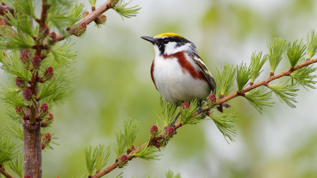 Bird perched pine tree green free wallpaper - medium preview image