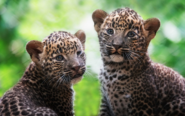 Leopards sitting in grass nature free wallpaper - medium preview image