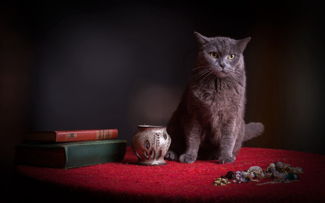 Cat vase books tablecloth red free wallpaper - medium preview image