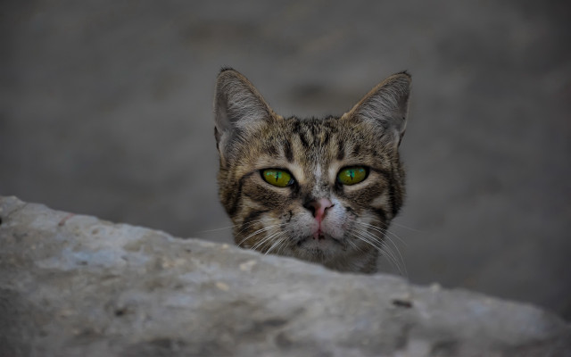 Cat green eyes rock wall free wallpaper - medium preview image