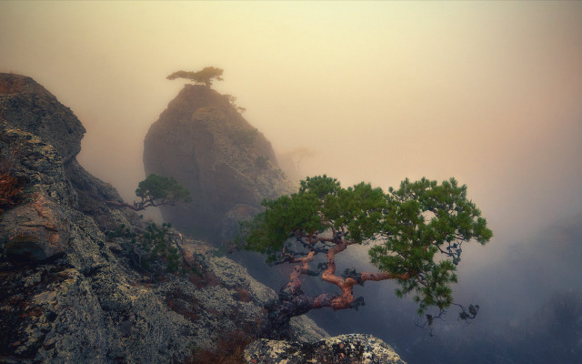 Lone tree misty mountainside rock free wallpaper - medium preview image