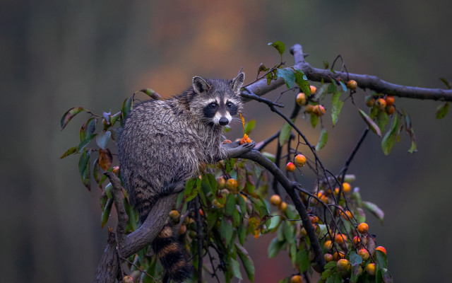 Raccoon branch berries leaves wildlife free wallpaper - medium preview image