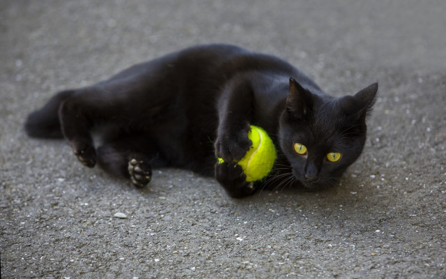 Black cat playing with yellow free wallpaper - medium preview image