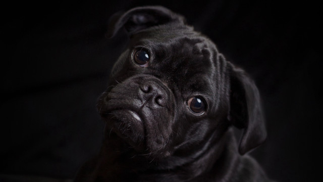 Black dog sad look portrait free wallpaper - medium preview image