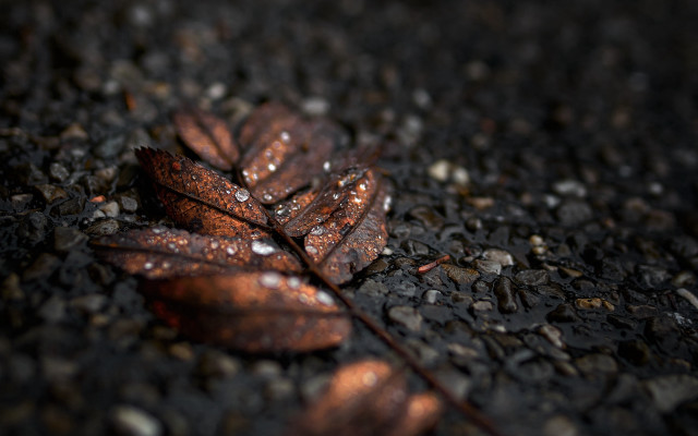 Leaf water droplets macro blurry #2 free wallpaper - medium preview image
