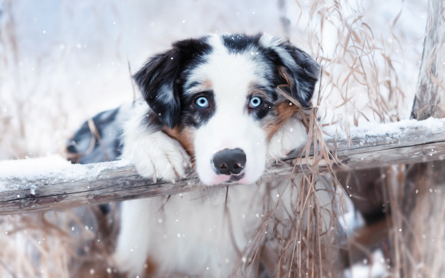 Dog blue eyes fence snow free wallpaper - medium preview image