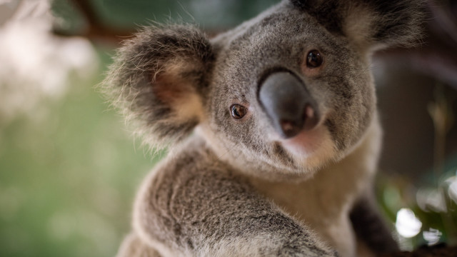 Koala tree camera blurry background free wallpaper - medium preview image
