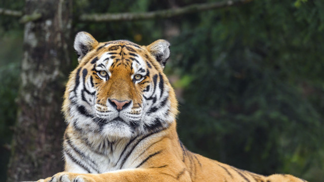 Tiger grass tree forest blurry free wallpaper - medium preview image