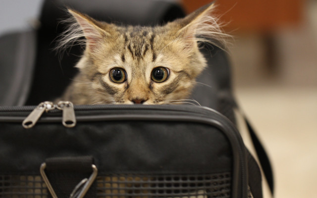 Cat suitcase chain wide eyes free wallpaper - medium preview image