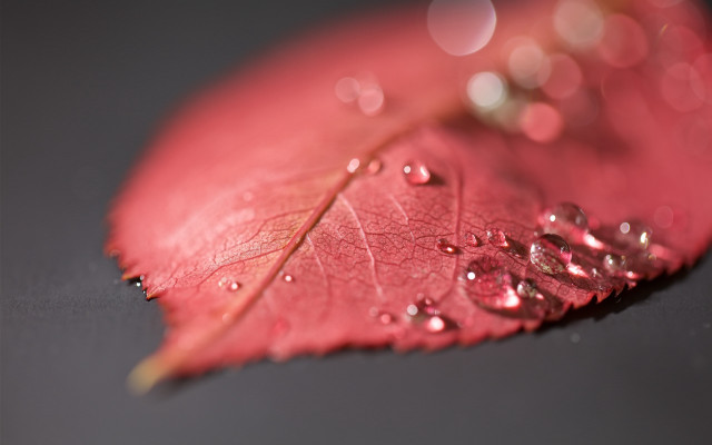 Red leaf water droplets macro #2 free wallpaper - medium preview image