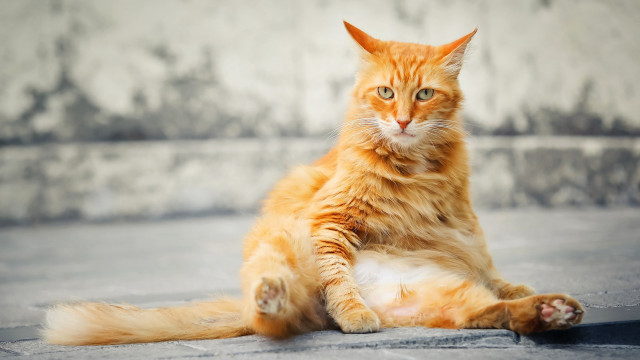 Cat glamor pose outdoors blurry free wallpaper - medium preview image