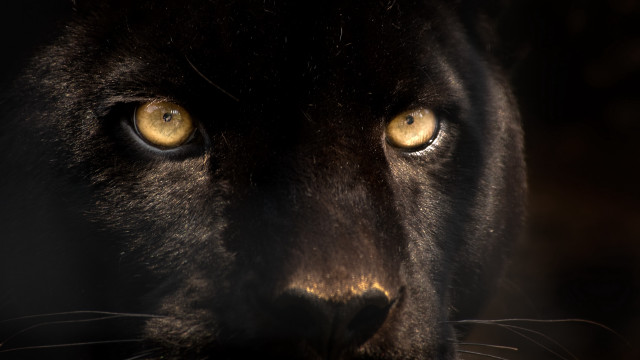 Black cat yellow eyes dark free wallpaper - medium preview image