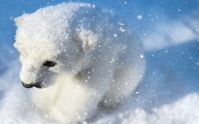 Polar bear snow distant looking free wallpaper - medium preview image